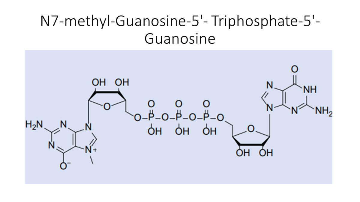 N7 Methyl Guanosine 5 Triphosphate 5 Guanosine Akonscientific