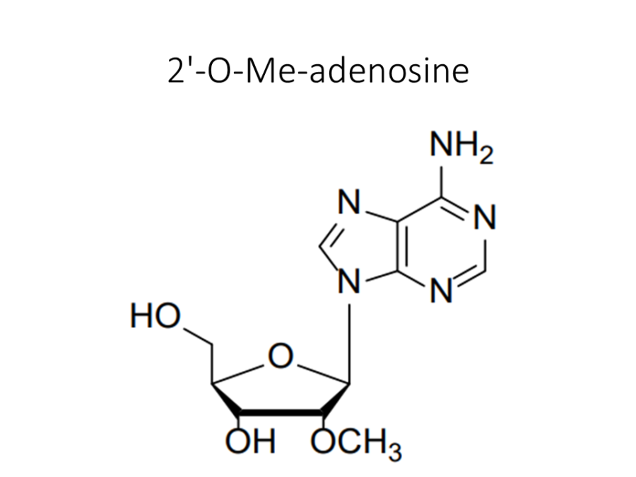 2-o-me-adenosine