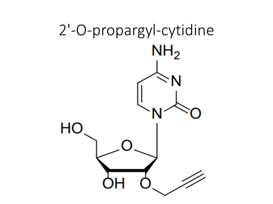 2-o-propargyl-cytidine