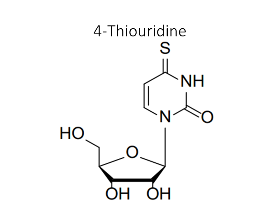 4-thiouridine