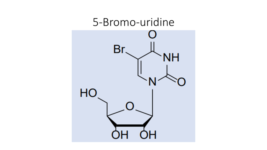 5-bromo-uridine