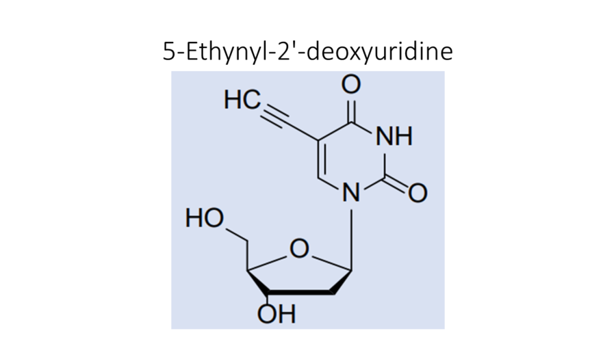 5-ethynyl-2-deoxyuridine