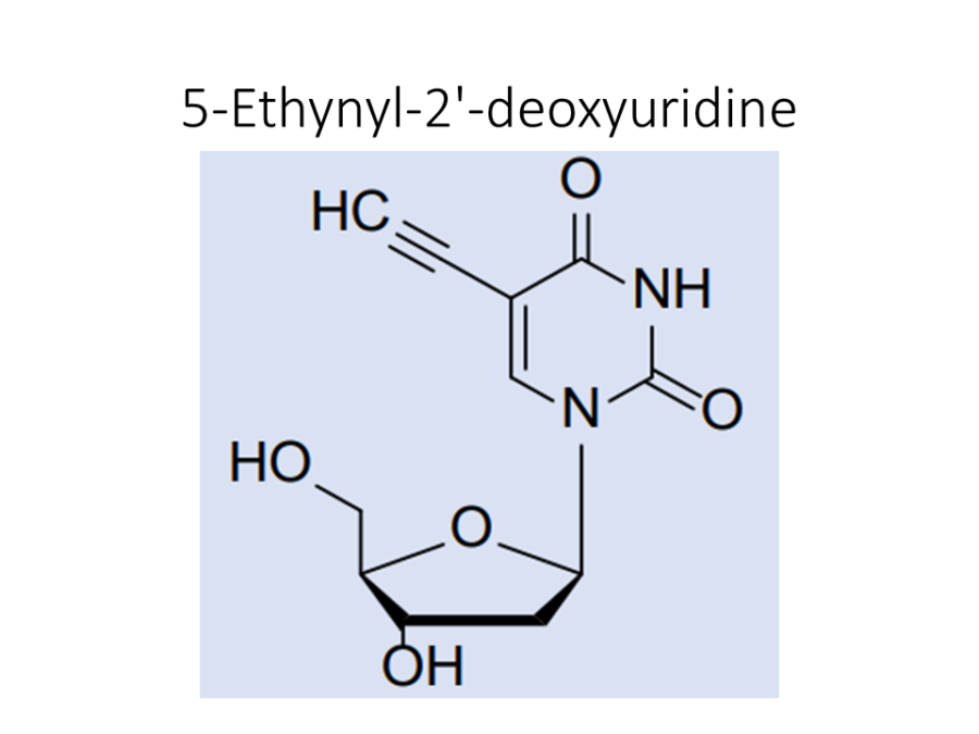 5-ethynyl-2-deoxyuridine