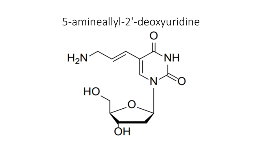5-amineallyl-2-deoxyuridine