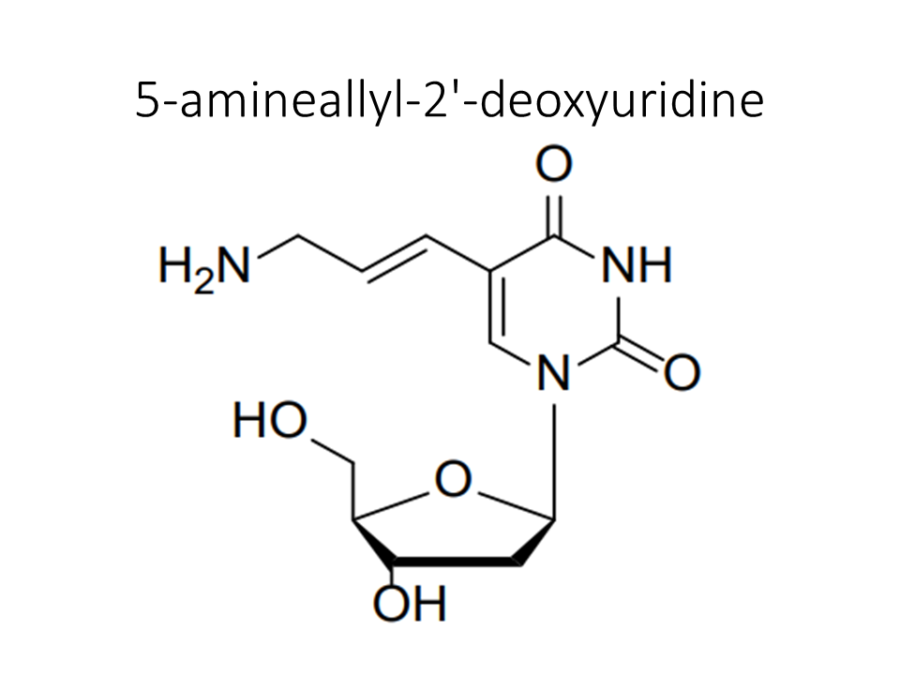 5-amineallyl-2-deoxyuridine