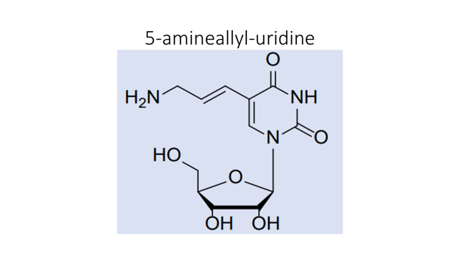 5-amineallyl-uridine