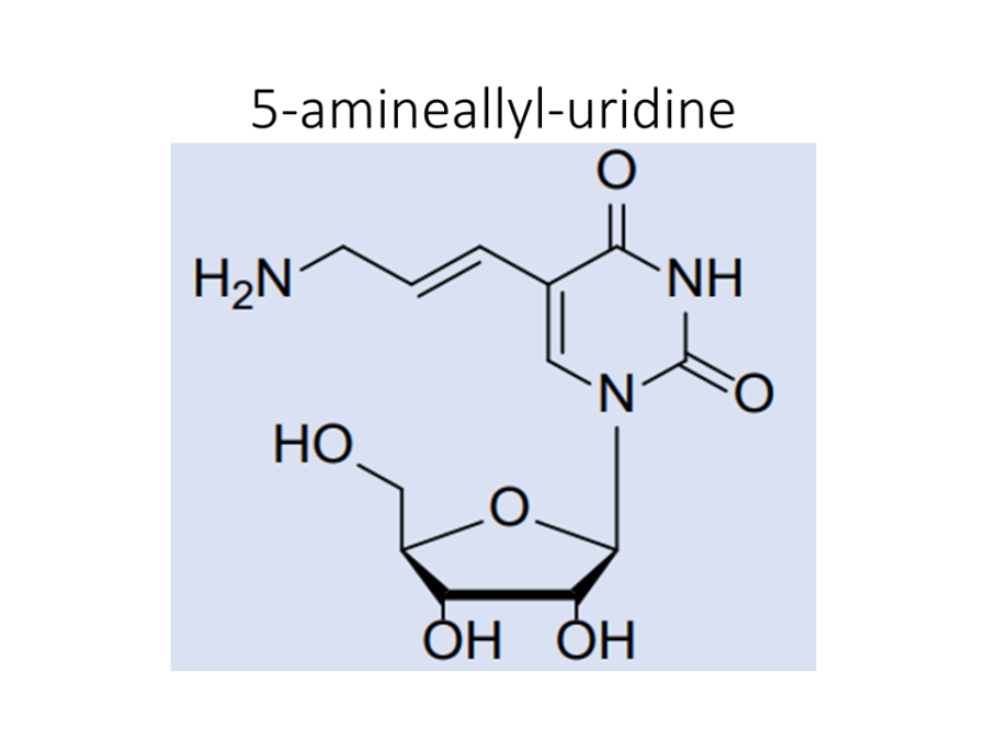 5-amineallyl-uridine