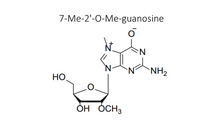 7-me-2-o-me-guanosine
