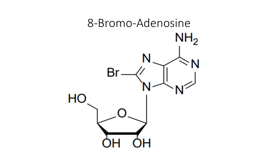 8-bromo-adenosine
