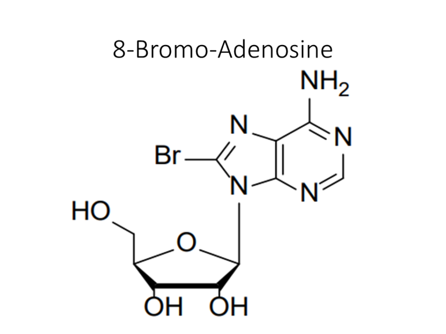 8-bromo-adenosine