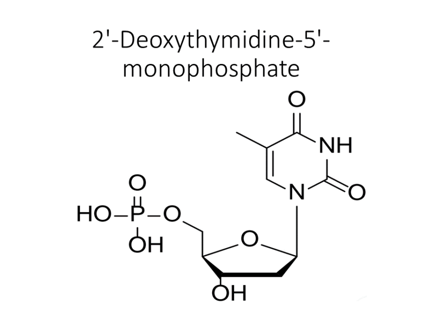 2-deoxythymidine-5-monophosphate