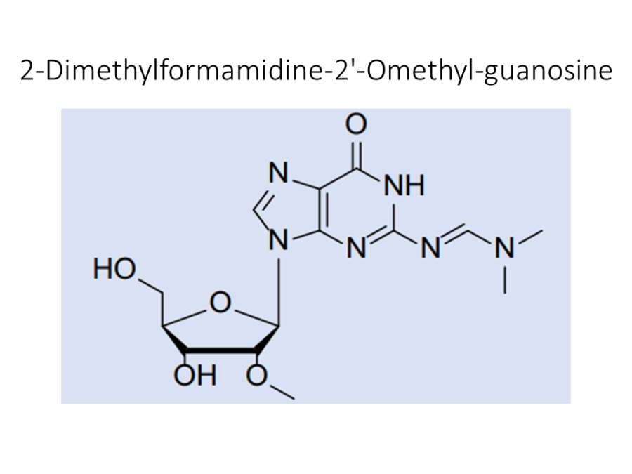 2-dimethylformamidine-2-omethyl-guanosine