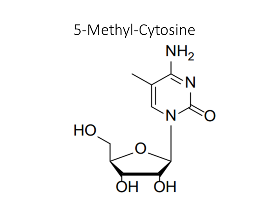 5-methyl-cytosine