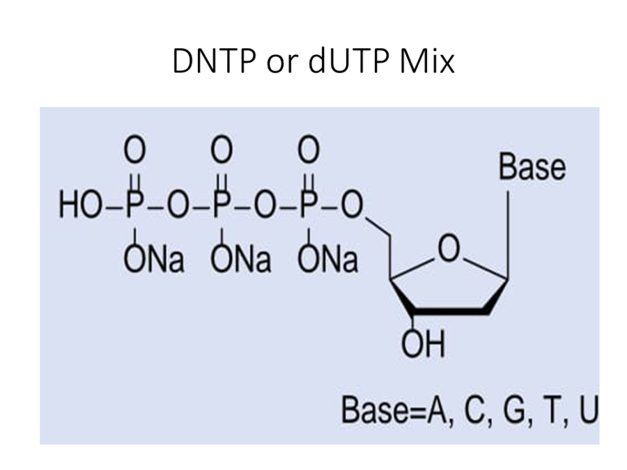 dntp-or-dutp-mix