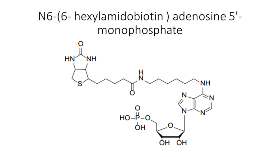 n6-6-hexylamidobiotin-adenosine-5-monophosphate