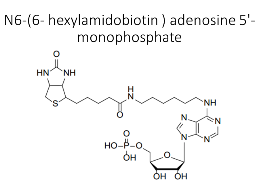 n6-6-hexylamidobiotin-adenosine-5-monophosphate