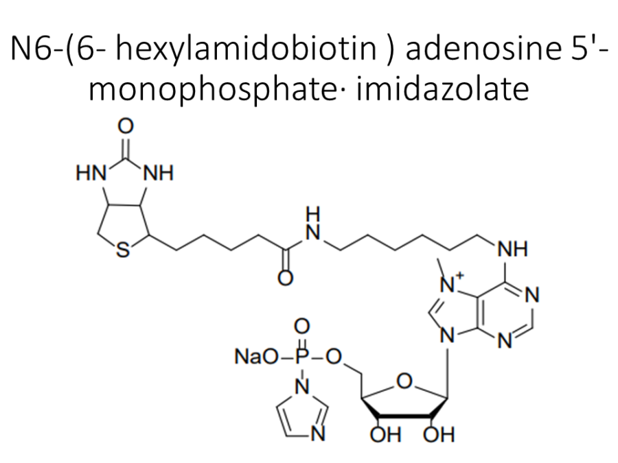 n6-6-hexylamidobiotin-adenosine-5-monophosphate%c2%b7-imidazolate