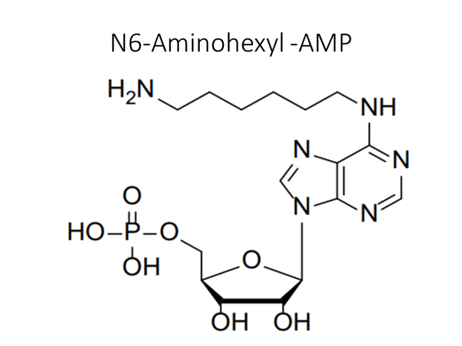 n6-aminohexyl-amp