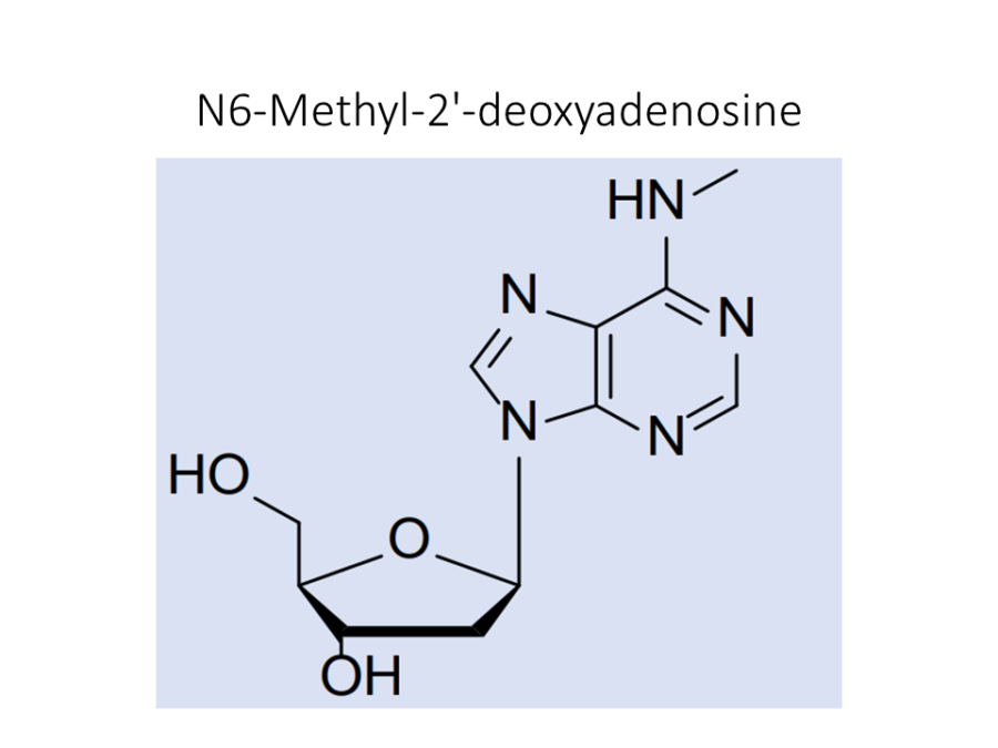 n6-methyl-2-deoxyadenosine