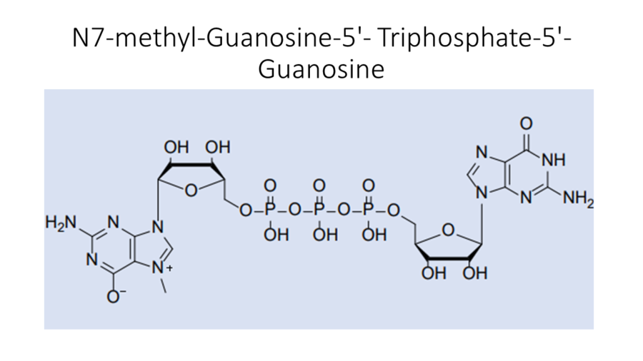 n7-methyl-guanosine-5-triphosphate-5-guanosine