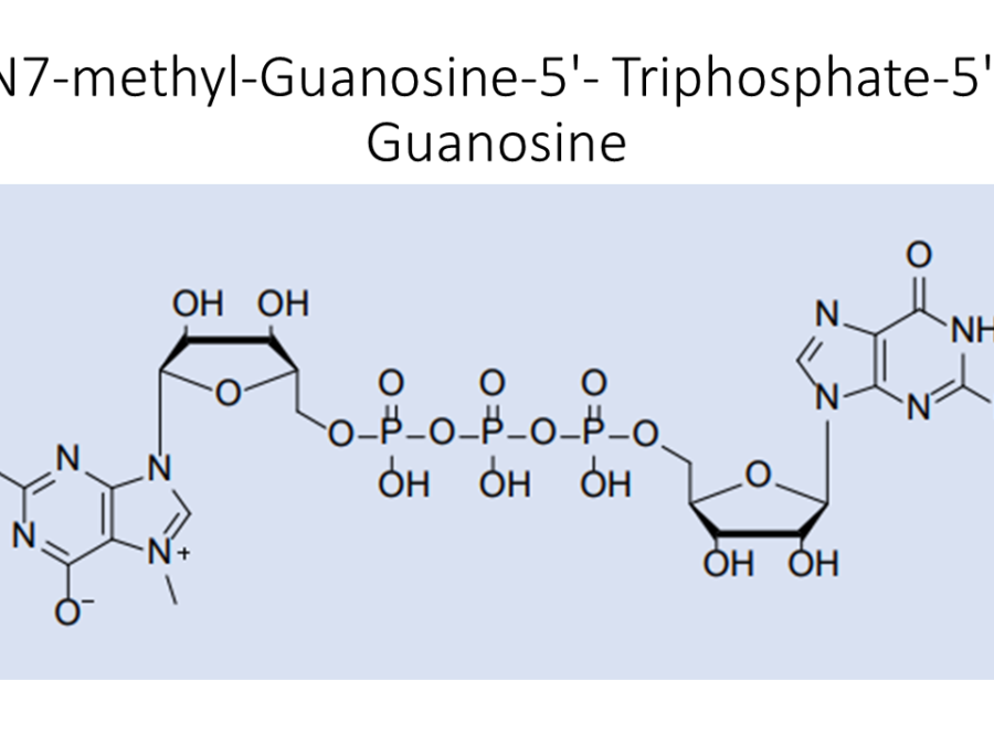 n7-methyl-guanosine-5-triphosphate-5-guanosine