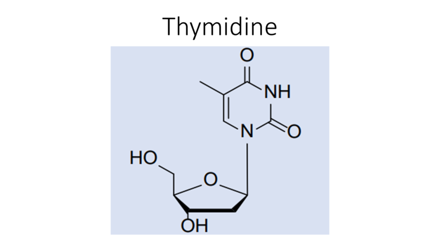 thymidine