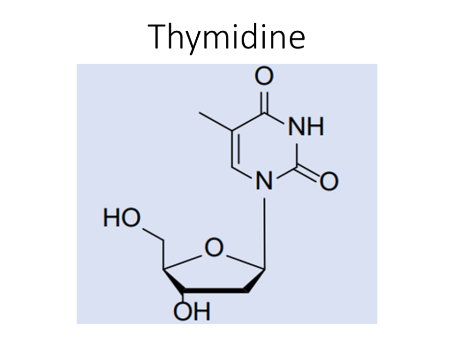 thymidine