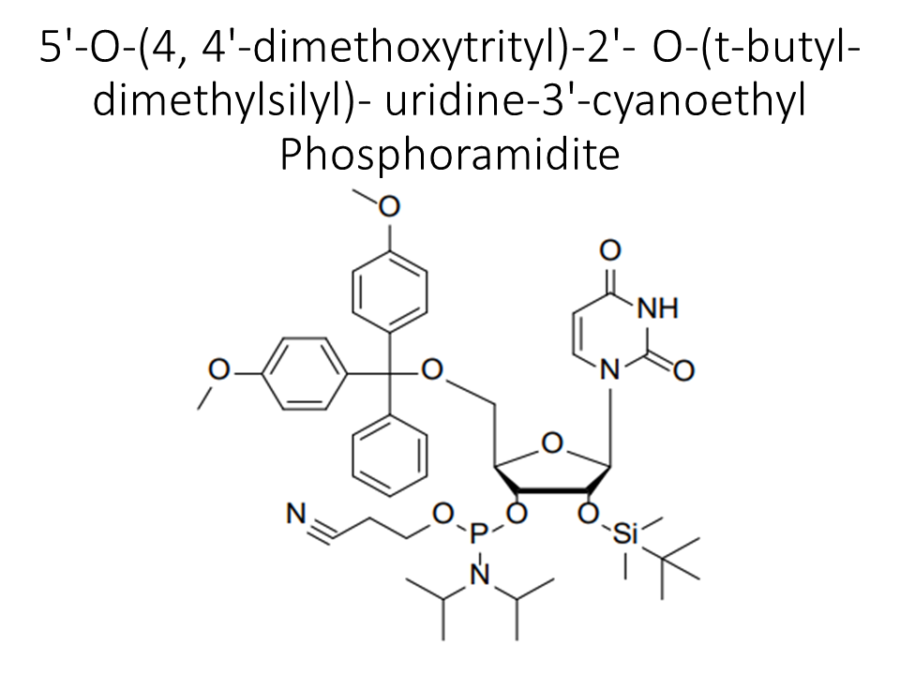 5-o-4-4-dimethoxytrityl-2-o-t-butyl-dimethylsilyl-uridine-3-cyanoethyl-phosphoramidite